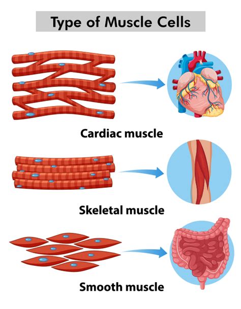 How To Identify Muscle Tissue