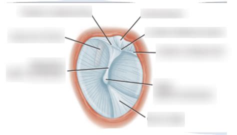 eardrum diagram quizlet