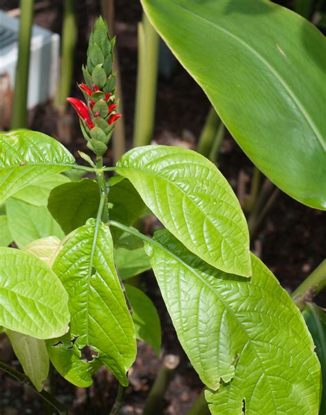 Alpinia zerumbet (Shell ginger)