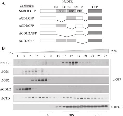 Association Of Nbder And Its Variants With Chloroplast Ribosomes A