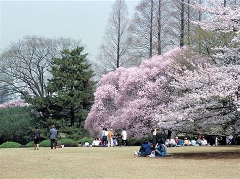 新宿御苑の桜｜花見特集2025