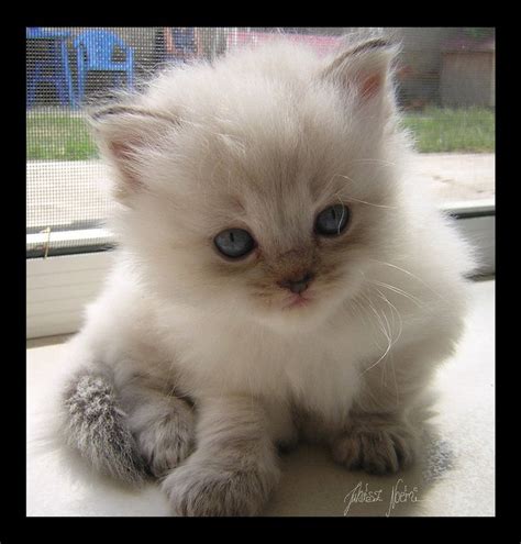 Hypoallergenic Teacup Cat Breeds - Pets Lovers