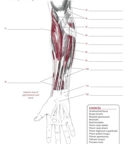 Lecture Forearm And Hand Muscle Recognition Flashcards Quizlet