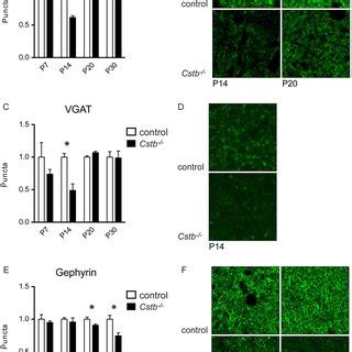 Pdf Gene Expression Alterations In The Cerebellum And Granule Neurons