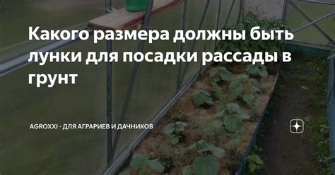 Какого размера должны быть лунки для посадки рассады в грунт | АgroXXI ...