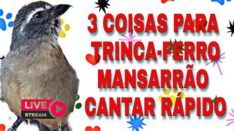 como acelerar o trinca ferro mansarrão e fazer cantar YouTube