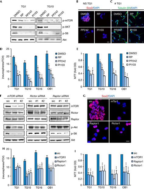 Secreted Factors From Brain Endothelial Cells Maintain Glioblastoma