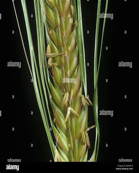 Barley awn hi-res stock photography and images - Alamy