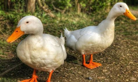 Pekin Ducks Male Or Female How To Tell The Difference