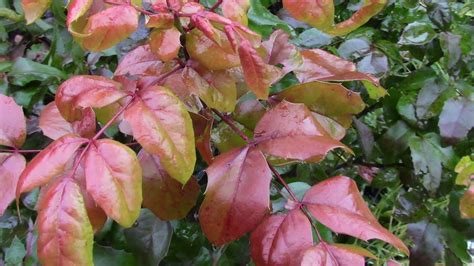 МНОГОЛЕТНИЕ РАСТЕНИЯ ВЕЧНОЗЕЛЁНЫЕ, УКРАШАЮТ САД ЦЕЛЫЙ ГОД - YouTube