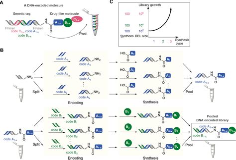 Dna Encoded Libraries An Efficient Small Molecule Discovery Technology For The Biomedical Sciences