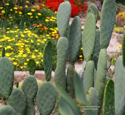 Why Grow Paddle Cacti Reasons Debra Lee Baldwin