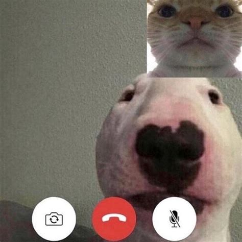 Face Time Nelson The Bull Terrier Walter Know Your Meme