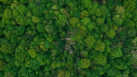 forest, aerial view, green, trees, treetops, 4k HD Wallpaper