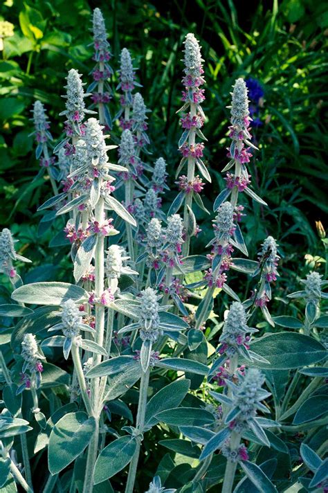 14 Drought Tolerant Perennials That Can Survive Tough Summers