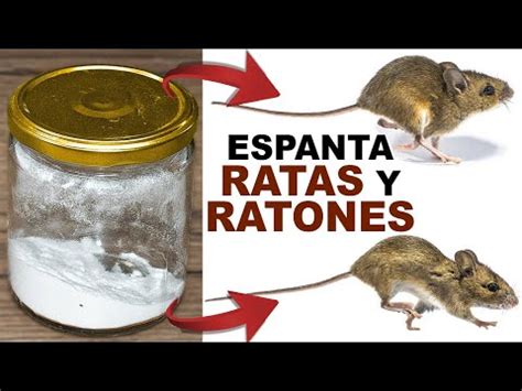 10 Estrategias Efectivas Para Alejar A Las Ratas De Tu Hogar