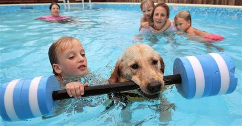 Dog Helps Teach Autistic Children How To Swim And Our Hearts Have