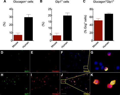 Glp 1 Expression In Pancreatic α Cells A Percentage Of Download