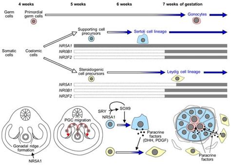 Biomolecules Free Full Text Nuclear Receptor Gene Variants