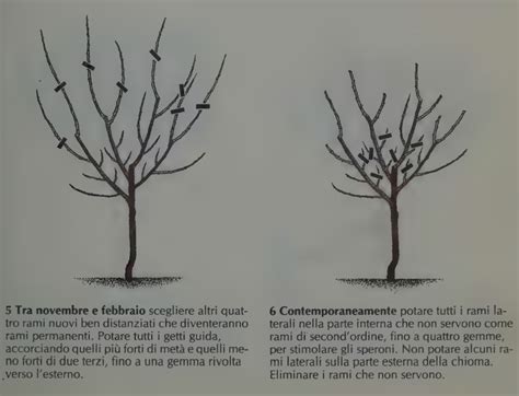 Potatura Di Melo E Pero Come E Quando