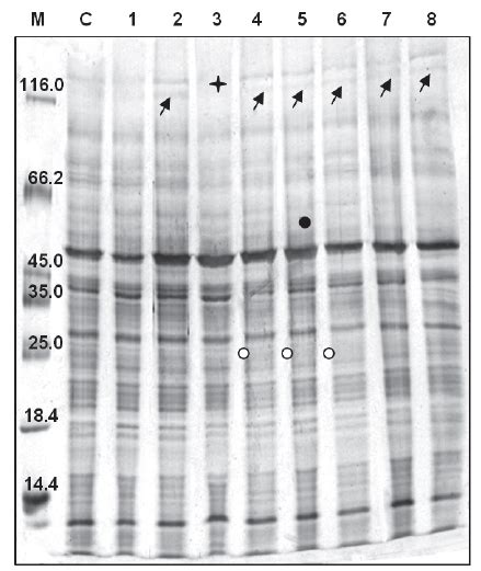 Total Soluble Cell Proteins Of Tobacco Seedlings Separated By Sds Page