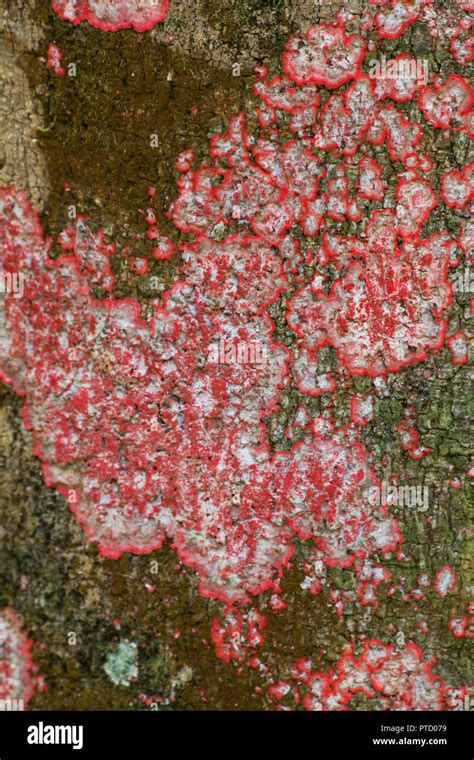 Pink Lichen On A Tree Trunk Stock Photo Alamy