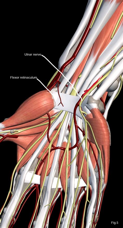 Ulnar Artery