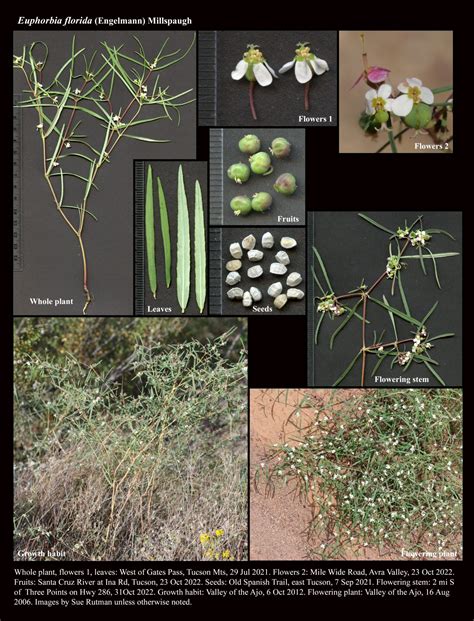 Euphorbia florida : The Arizona Native Plant Society
