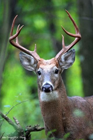 Pennsylvania State Animal | White-tailed Deer