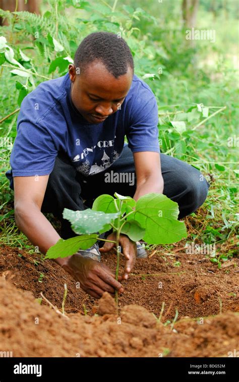 Tree Planting Africa Hi Res Stock Photography And Images Alamy