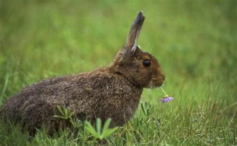 What Physical Adaptations Does A Rabbit Have To Help It Survive In Its