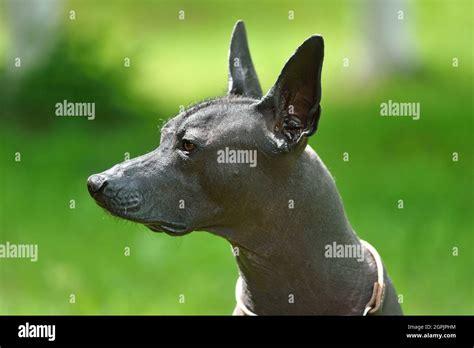 Xoloitzcuintli Aztec Hi Res Stock Photography And Images Alamy