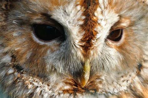 Beak Bird Bird Looking Bird Of Prey Bird Portrait Birds Carnivore