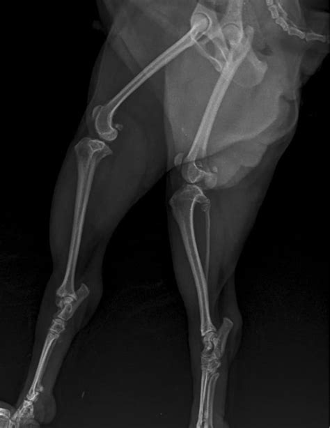 Patellar Luxation In Dogs Causes Symptoms And Treatment Options