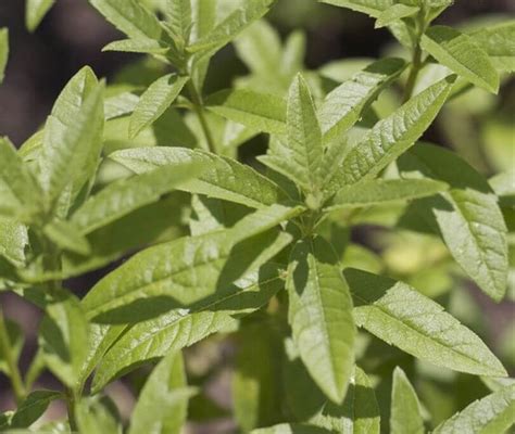 Comment Faire Pousser De La Verveine Citronnelle Le Potager