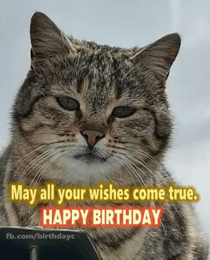 Happy Birthday Cat gif | Birthday Greeting | birthday.kim