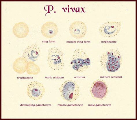 VETERINARY HEMATOLOGY DEXTERVET: Plasmodium vivax