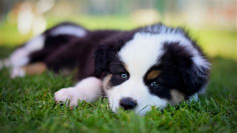 Papeis de parede 1920x1080 Cão Pastor australiano Cachorrinho Grama