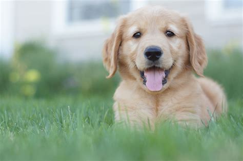 Los Golden Retrievers Son Buenos Perros De Interior