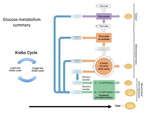 glucose metabolism summary Diagram | Quizlet