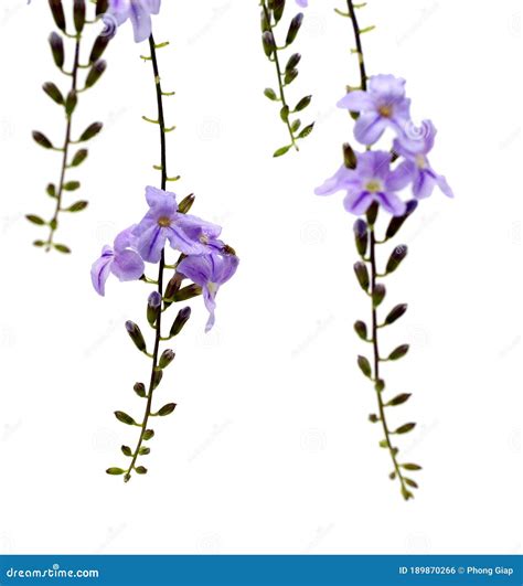Purple Flower : Duranta Erecta L, Golden Dewdrop Flowers. Stock Photo