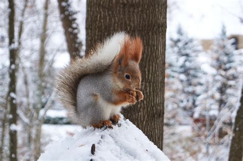 Una Ardilla Se Sienta En Un Comedero Y Come Nueces Las Ardillas Son Un