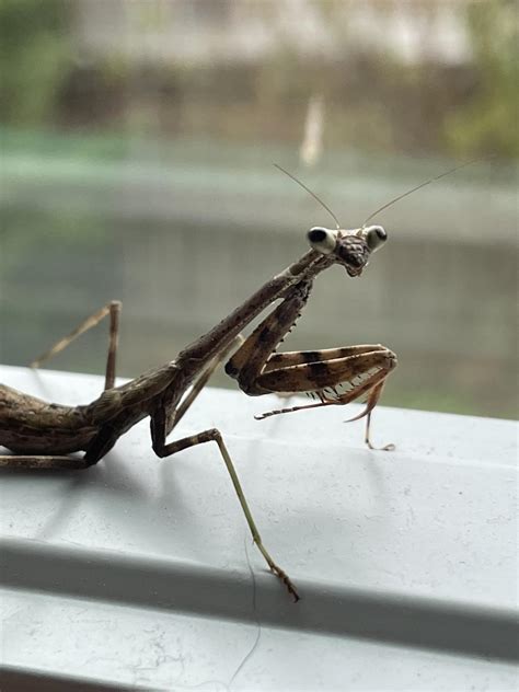 Mantis Eyes are big with constantly dilated pupils, is this cause for