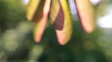 Box Elder Seeds Youtube