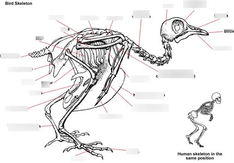 Bird Skeleton Diagram | Quizlet