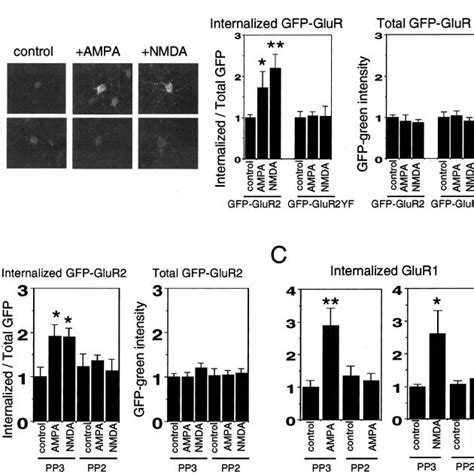 Phosphorylation Of Tyrosine 876 Regulated Clustering And Surface