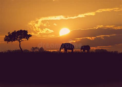 Afrikaanse Olifanten Bij Zonsondergang Stock Afbeelding Image Of