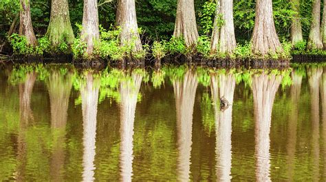 Bald Cypress Trees Photograph by Rob Hemphill - Pixels