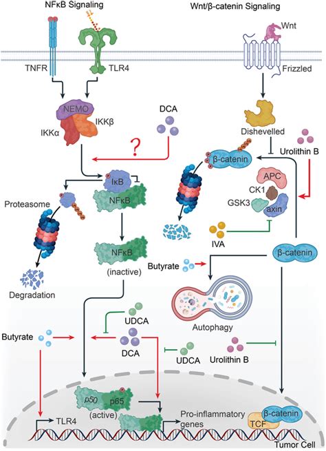 Microbiotaderived metabolites regulate both NFκB signaling and