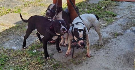 Atacada Por Pitbulls Escritora Roseana Murray Perde Bra O E Orelha